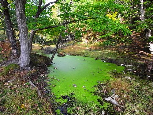 幻想的な緑色の池