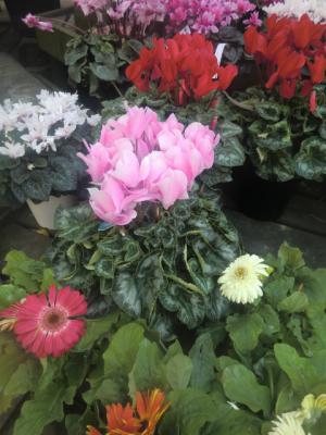 flower