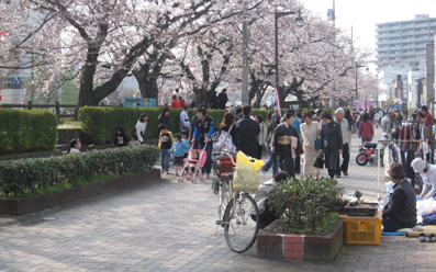 桜祭り001