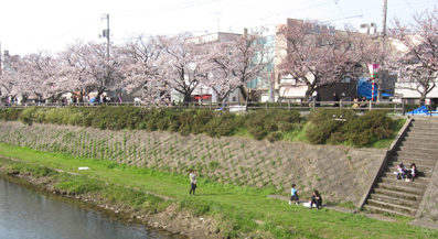 桜祭り002