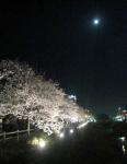 夜桜001