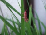 ピンク色のトノサマバッタの幼虫
