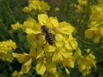 ミツバチの写真を撮ったのをきっかけに、生態を調べてみました。