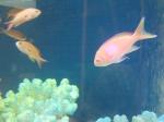 水族館でピンクの熱帯魚が