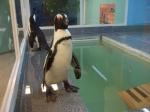 水族館でペンギンが