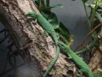 飼育展示されているサキシマカナヘビ