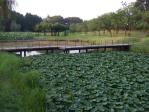 古河総合公園の蓮池