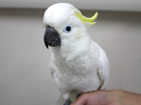 異物摂取のアルーキバタン 横浜小鳥の病院ブログ