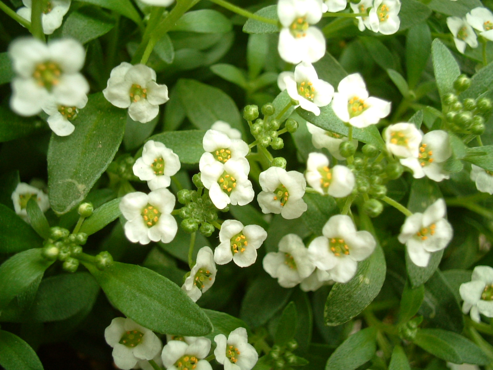 アリッサム ff14 スイート スイートアリッサムの魅力をご紹介！ 小さな可愛い花で花壇を彩ろう