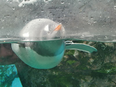 泳いでるペンギン