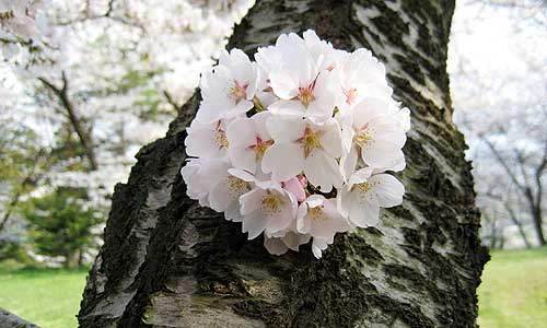 ぼんぼん桜