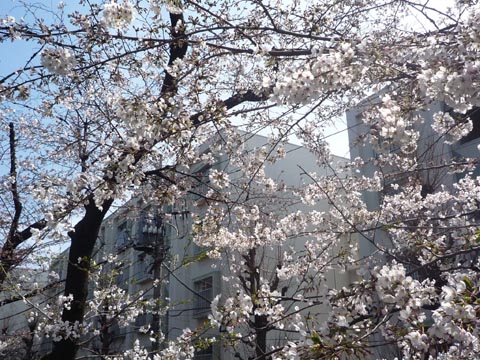 大蔵団地と桜⑥