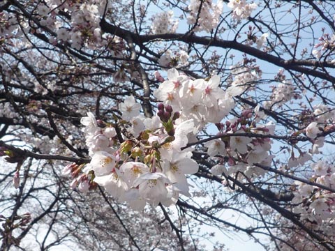 大蔵団地と桜⑦