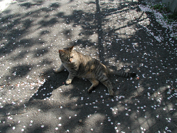 20090407_031