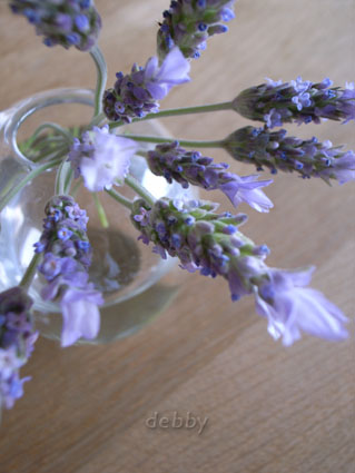 lavender_0801