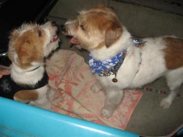 IMG_2768 (Small)