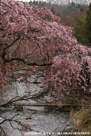荒神社の枝垂桜