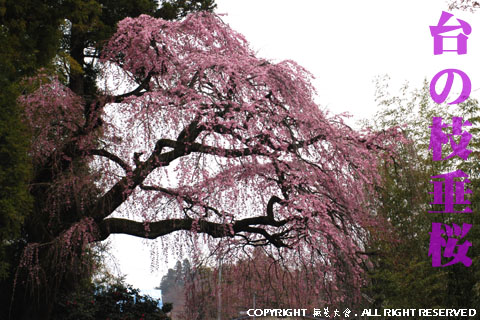 台の枝垂桜