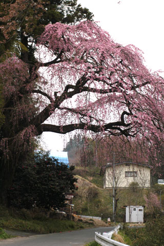 台の枝垂桜