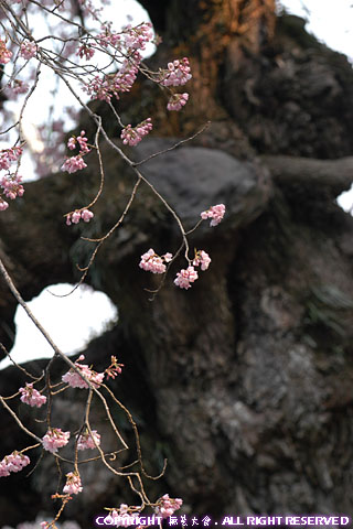 愛蔵寺の護摩桜