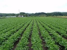 北海道小豆農場