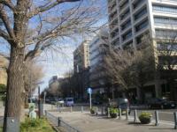 １－１景観重要樹木に指定される日本大通りのイチョウ並木（横浜市）