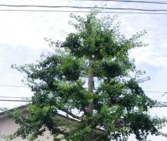 IMGP5015.jpg