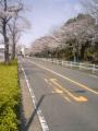 七分咲きの桜並木