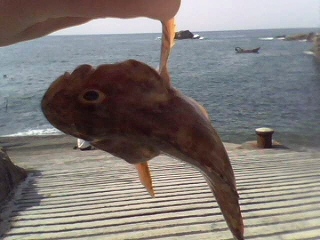 虎頭魚
