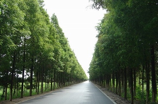 陳海公路