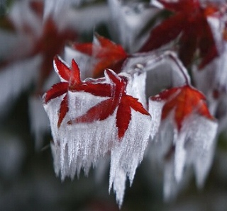 紅葉と樹氷