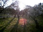 朝陽と梅の木