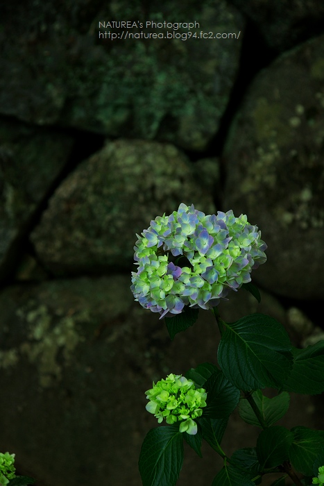 長谷寺－紫陽花－