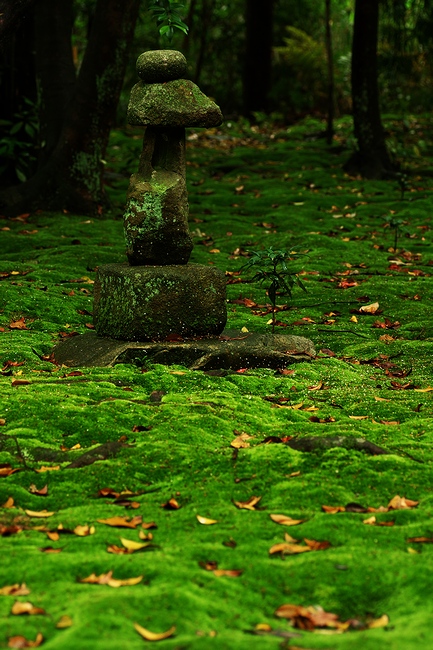 苔のある庭　－秋篠寺－　壱
