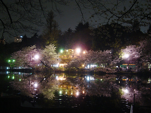 １枚の写真 井の頭恩賜公園の夜桜 その２