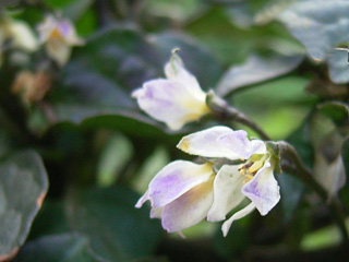 ３月紫何の花