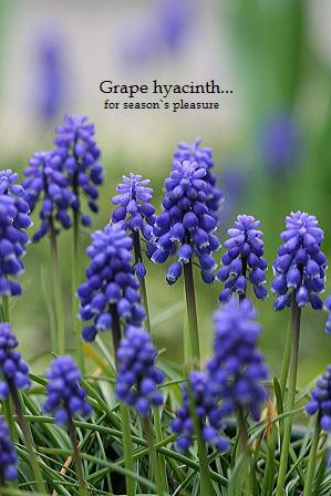 2008_3_29_Grape-hyacinth-1n.jpg
