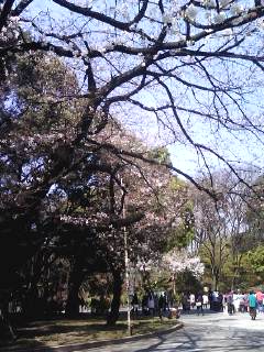 上野公園の春