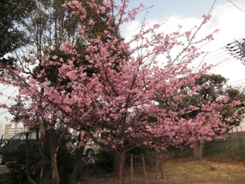 河津桜が満開～！