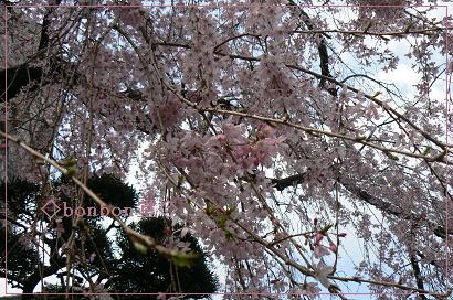 講安寺の枝垂桜