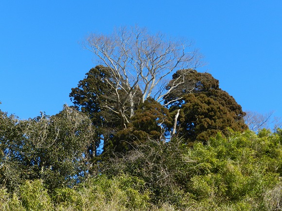 三陸大王杉（左）と千年杉（右）の樹叢