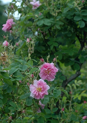 優しい薔薇の咲く庭を作りたい 双葉ばら園