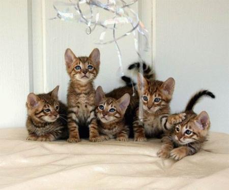 ネコの５兄弟