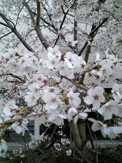 美しき桜。日本の心。