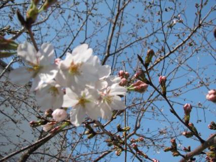 桜が咲いた。そして空が青い。