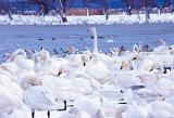 瓢湖の白鳥１２月