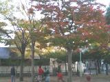 天神公園紅葉