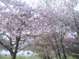 鳥屋野公園の桜５月２４日-2