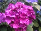 紫の紫陽花アップ