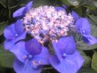 青の紫陽花アップ